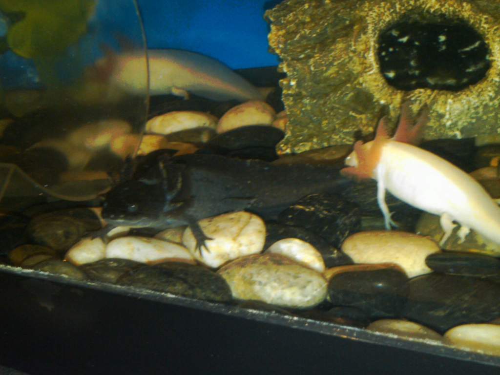 My new little monster!!