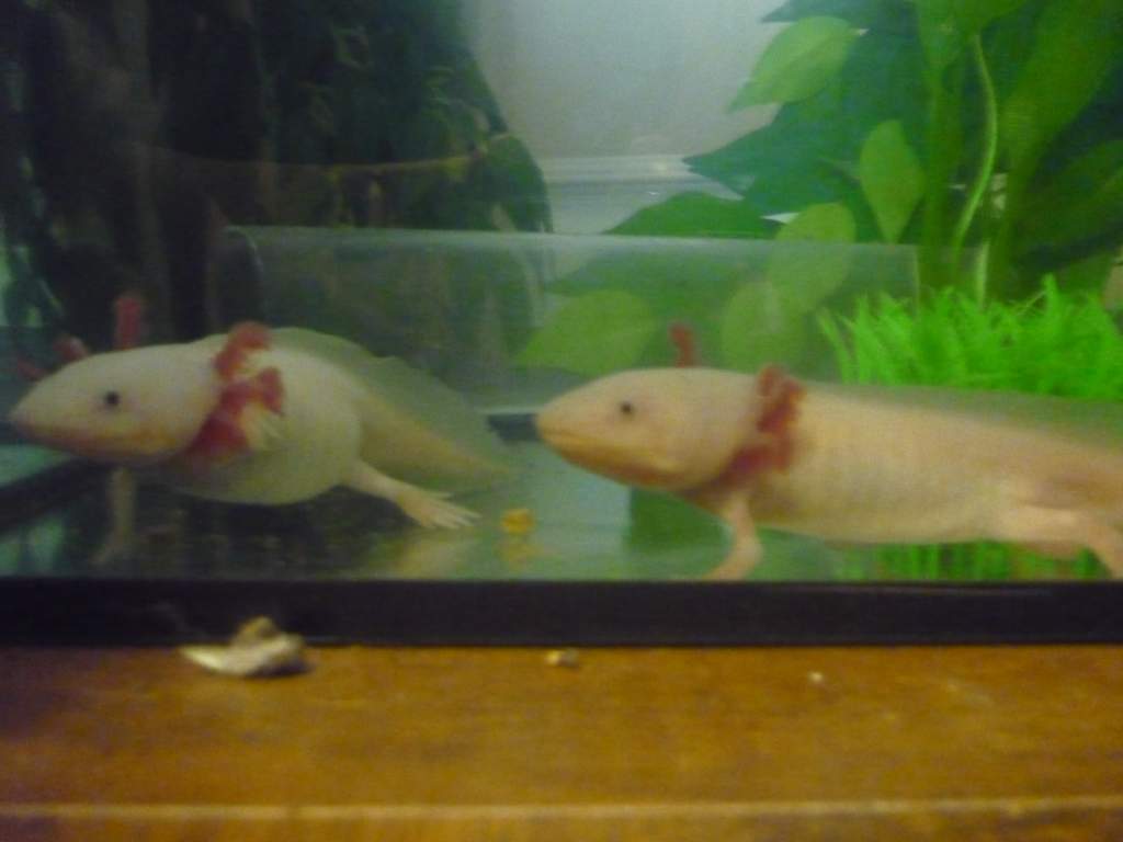 My new pair together, Ophelia and Hamlet I think.