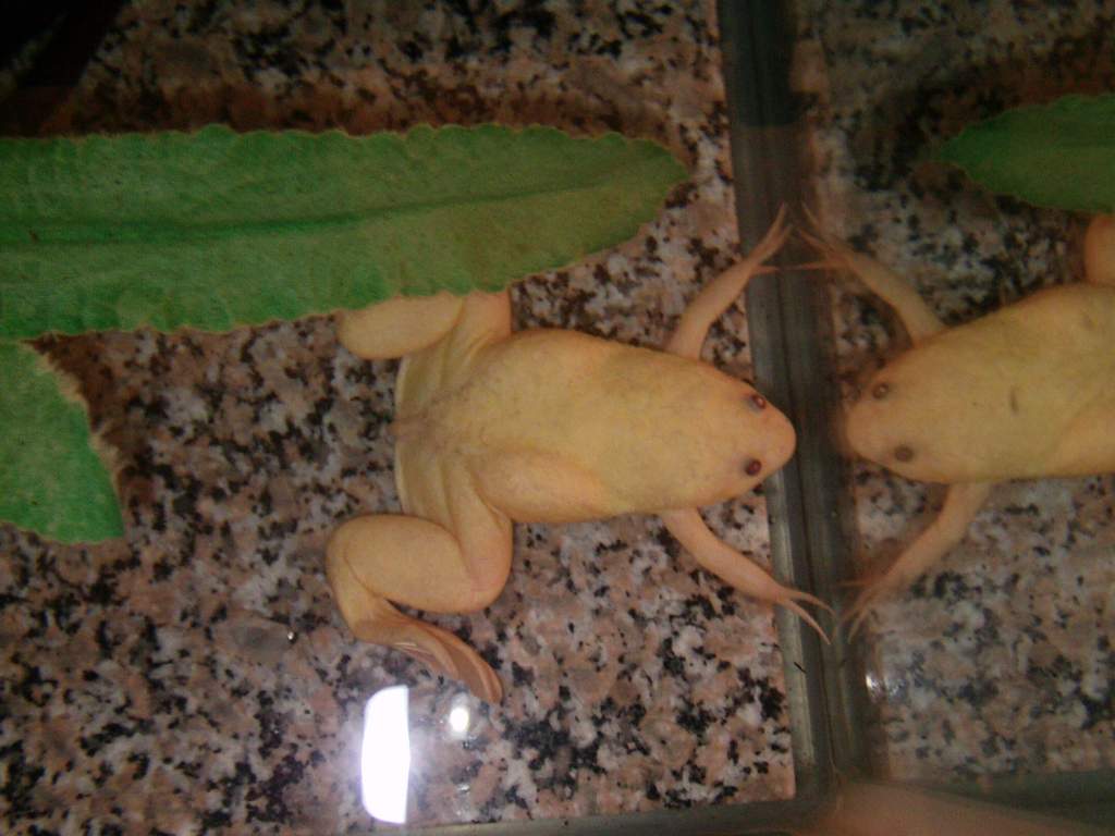 My newest ACF that I thought might be a female but I am not entirely sure yet. I was told male, but to me it looked female due to the larger size and 