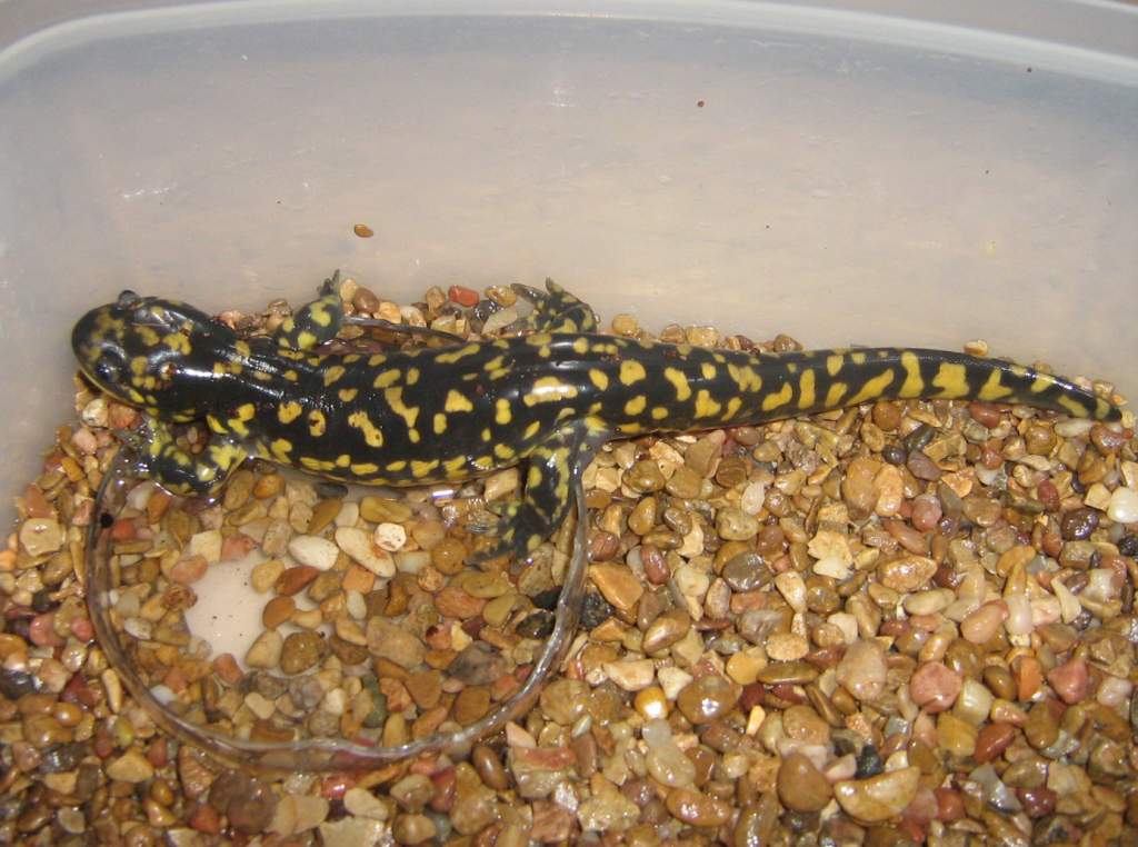 My newest baby is about 8 1/2 inches long. (The rocks were only a temporary setup, she has a new home set up just for her now)