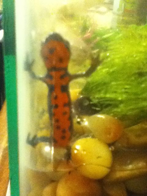 my newts belly