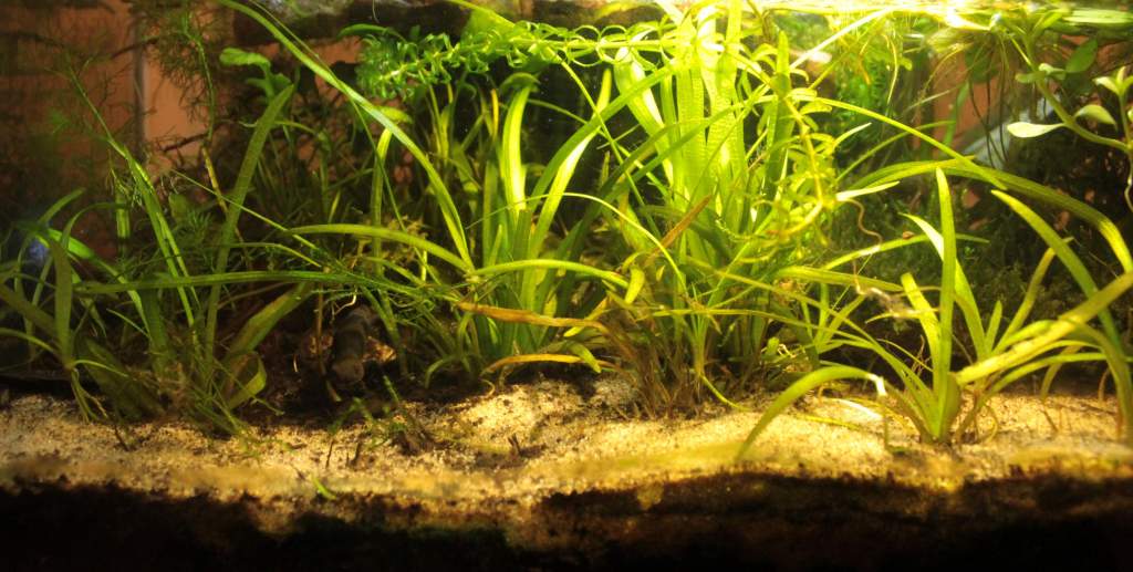 My Newts Tank early Nov