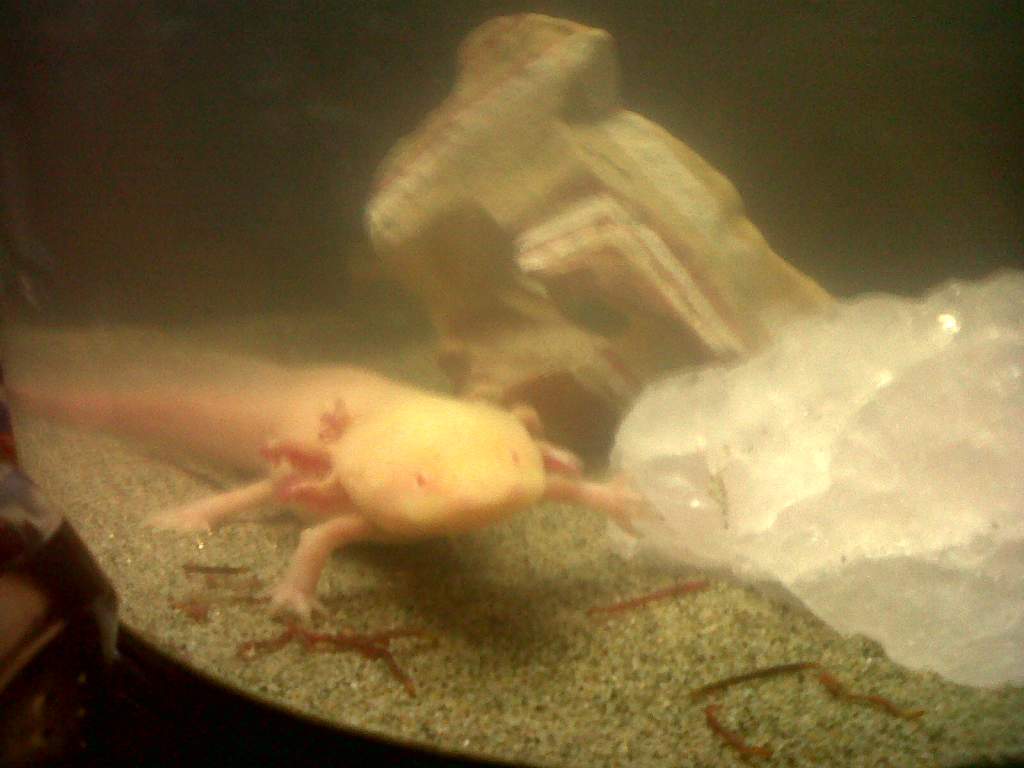 My Old Albino