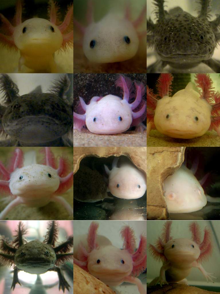 My (once made) page of staring lotls