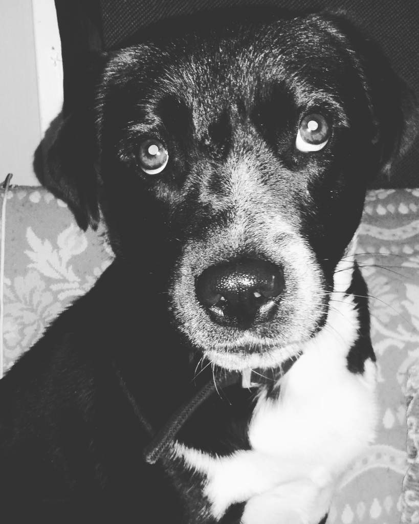 My one year old blue healer puppy,  Tank.