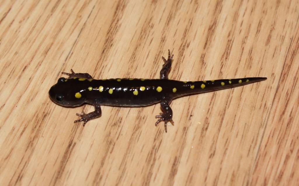 My only fully spotted baby.