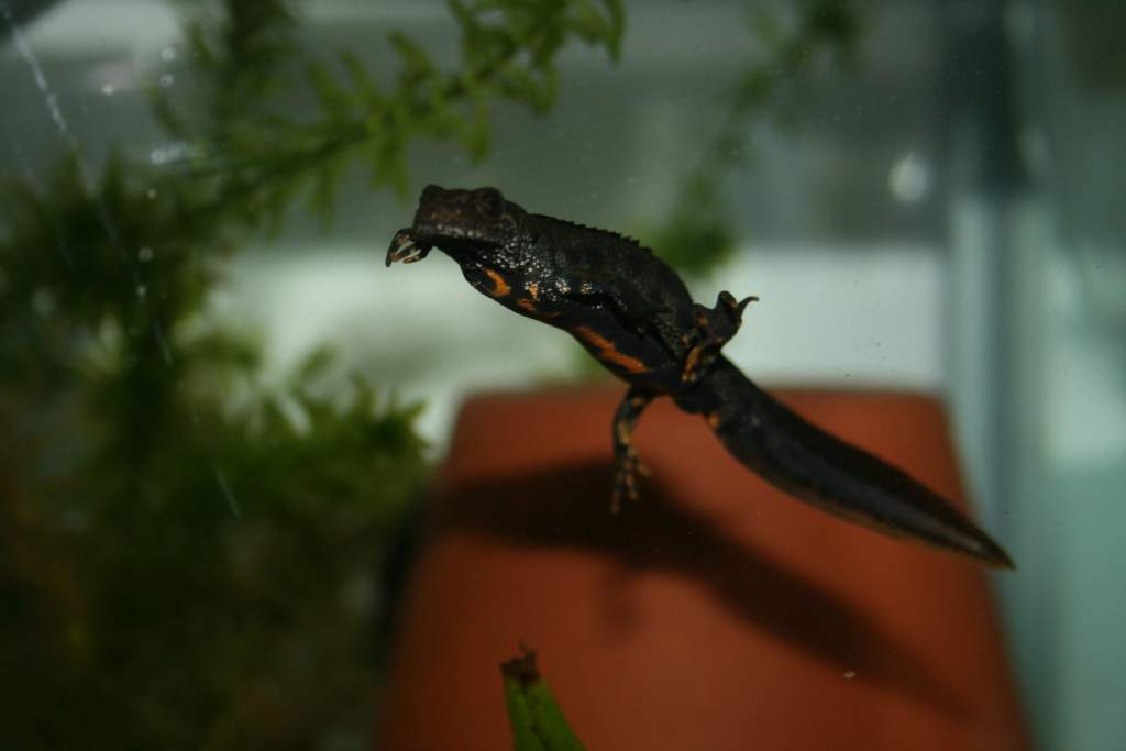My only male, but I have 2 subadults who are unsexed yet so he may have competition.