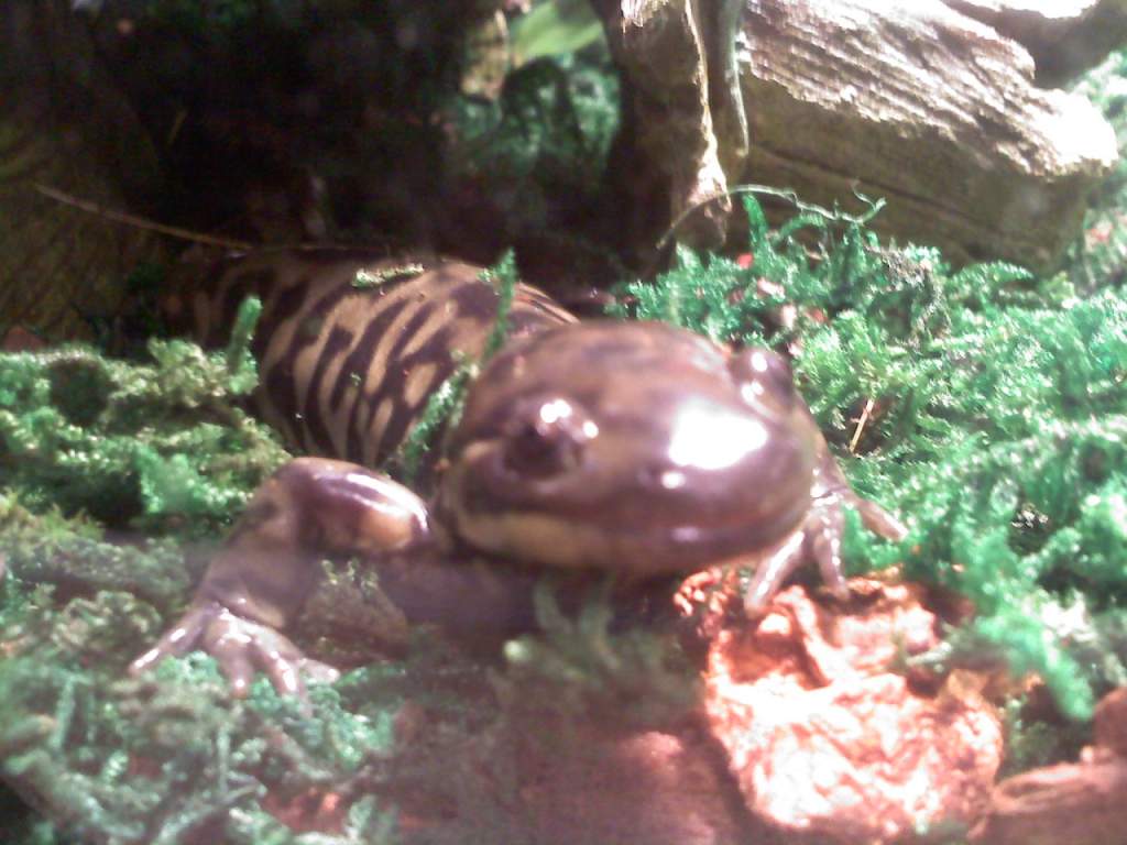 My other barred tiger