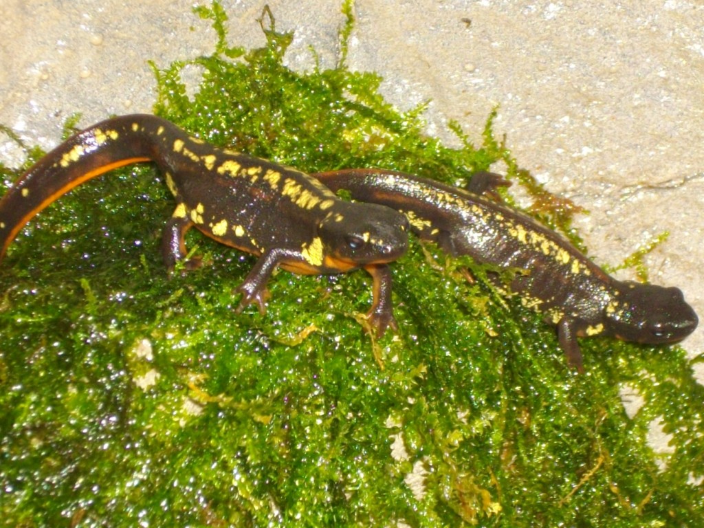 my own cb 08 popei of unknown location