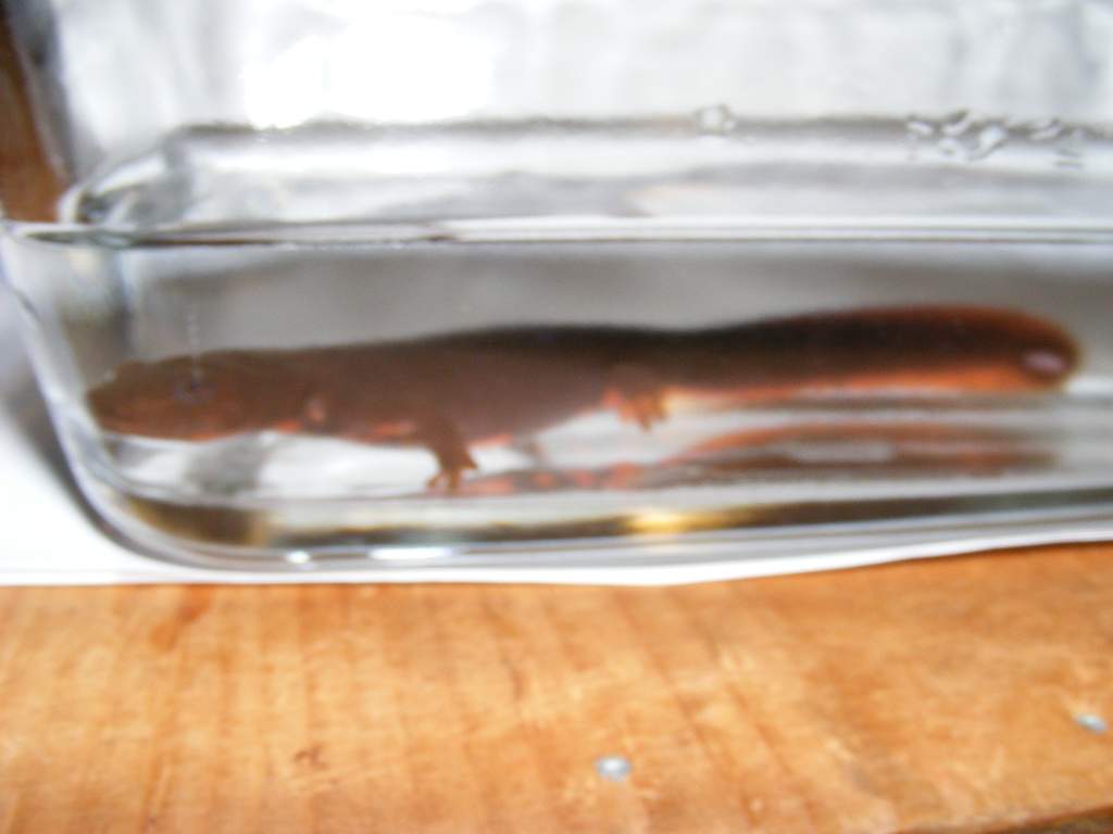 My Paddletail in a glass dish for photographing.