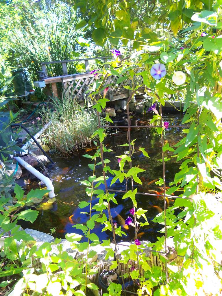 my pond and rare morning glory called picotte blue