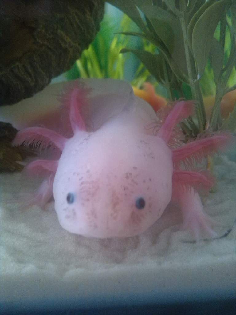 My pretty boy Ajax. He's so damn handsome I love him to bits!! <3