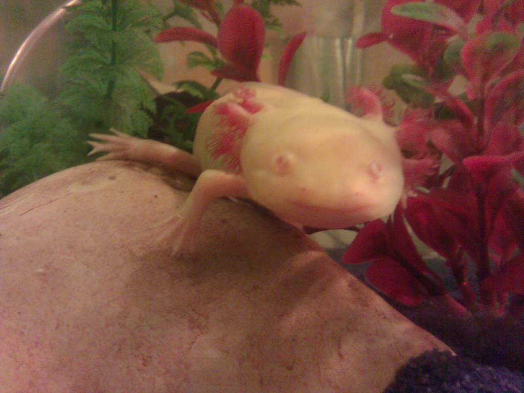 My rock