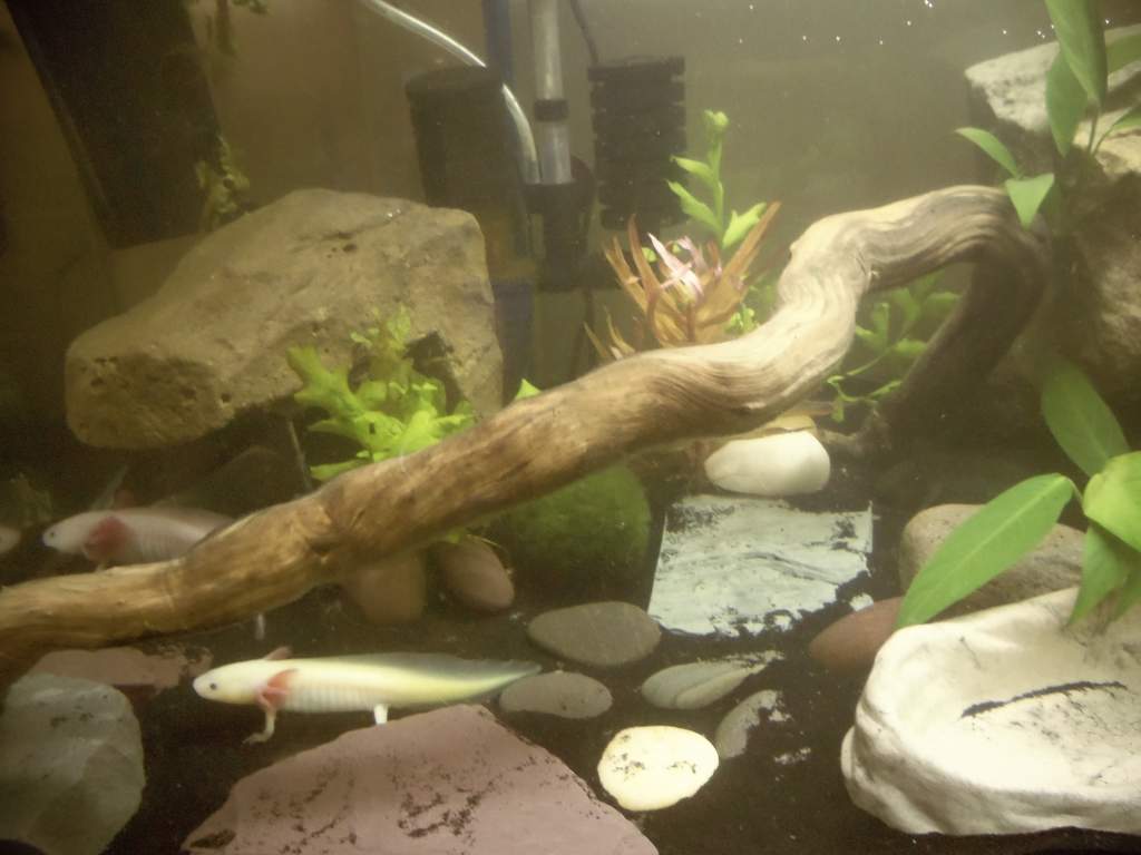 my smaller gfp lucy minie