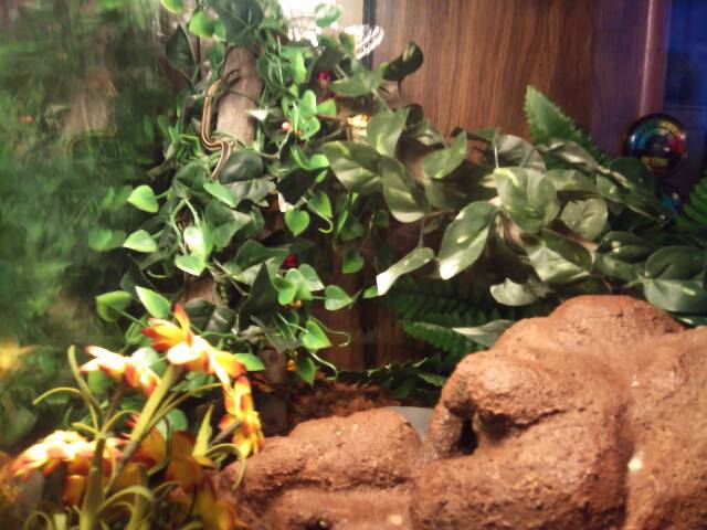 My snake in one of her favorite basking spots, blending with the flowers.