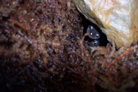 My son's Maculatum playing "peek-a-boo"!