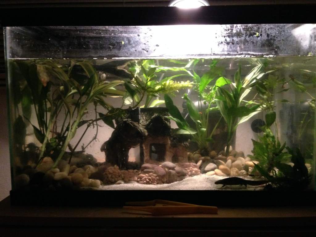My Spanish ribbed newt tank: underwater Gothic