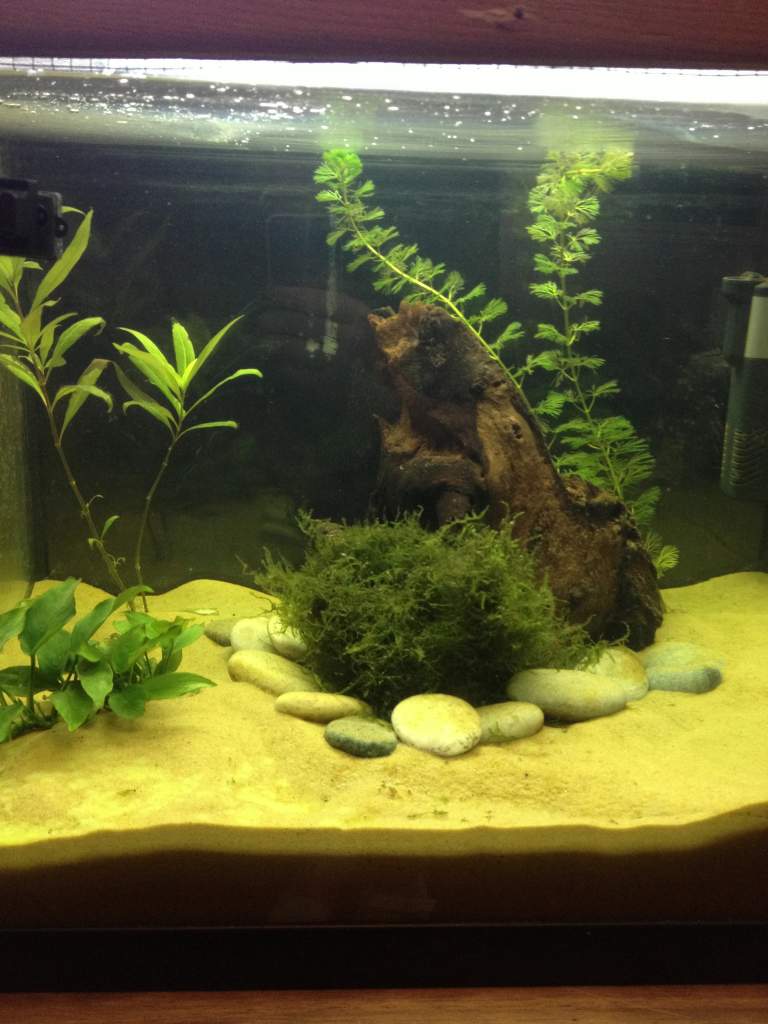 My tank set up.
Sand Substrate, Live Plants, Bogwood, Air Stone, Filter. Light and Fan.
I am aware this light is too bright and I only switch it on to
