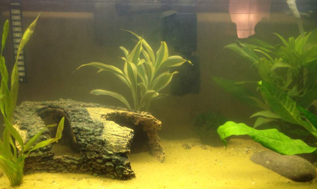 My tank