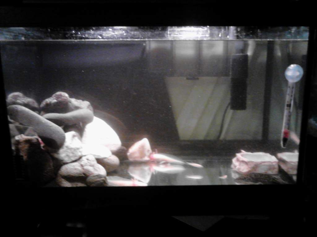my ten gallon