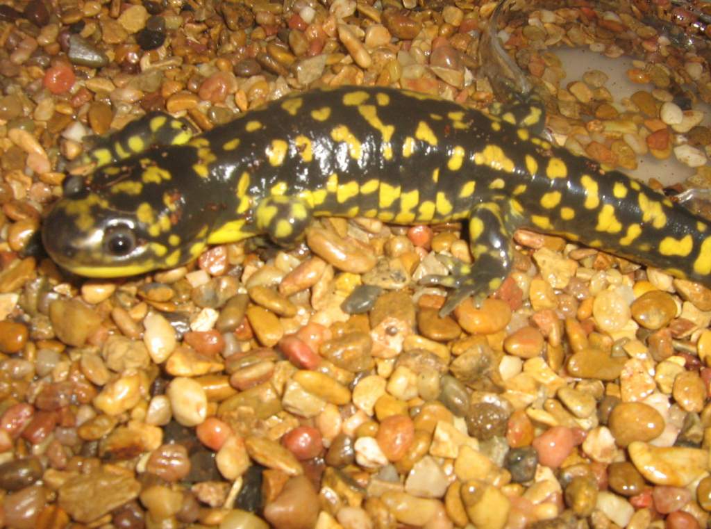 My Tiger Salamander. She still needs a name.