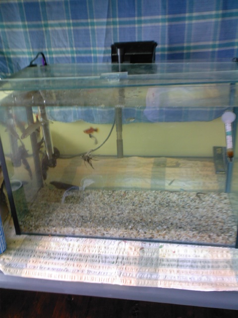my  tropical fish tank