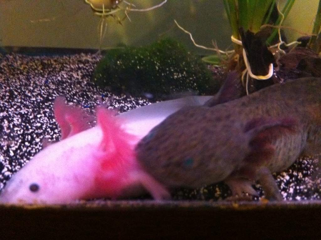 My two Axies
