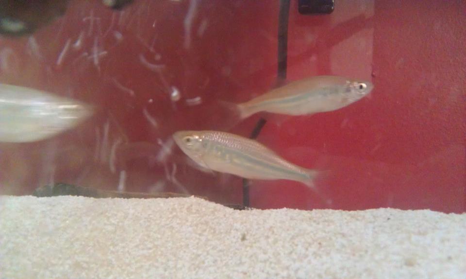 My unknown silver fishies
