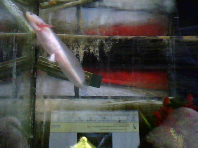 my white juvie on the pic you can see the pigmentation very small but very cute