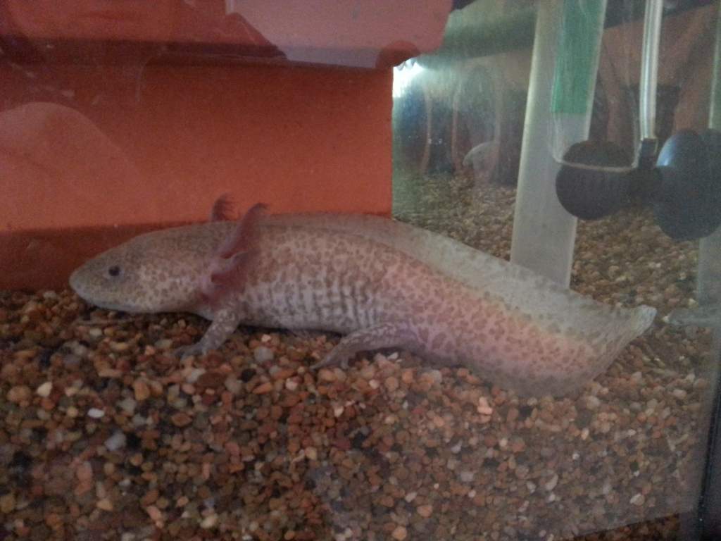 My wild type Albino female