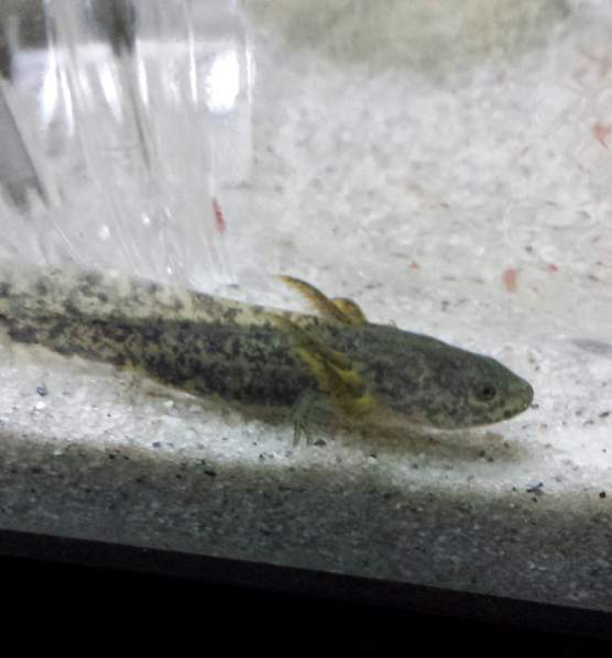 My wild type axie, day or so after I got it.