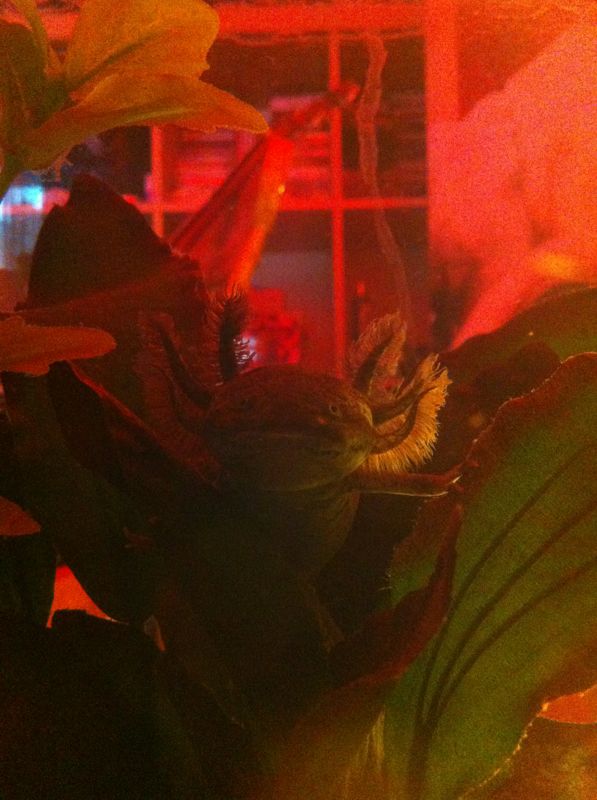 my wild type his names taco hes  a yr old