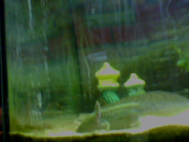 my wild type 
i don't have an name yet because i don't know if it female or male