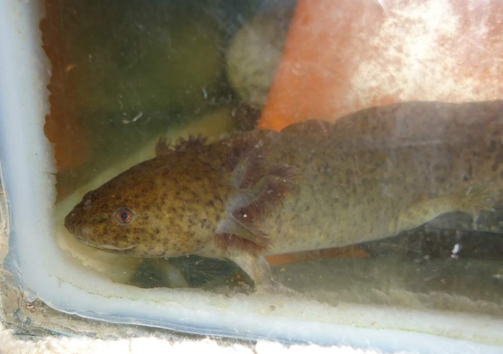 My wild type juvie, brought as a slow grower who needed some TLC, very slow to re-grow limbs, she now has all 4 !  but over-all-growth still seems goo