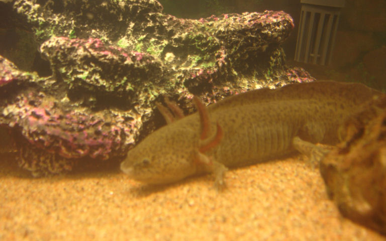 My wildtype axie, he's about 20cm and has some scars on his back from some self-inflicted wound.