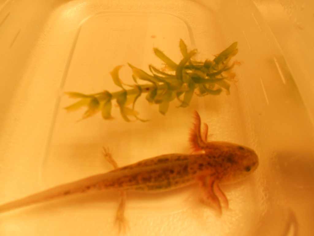 My wildtype juvie Twigs!!!