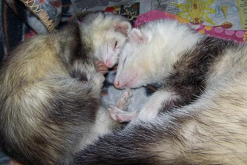 MyFuzzyValentine Two