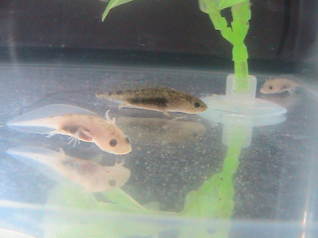 Myster Dot & bubbles chillin