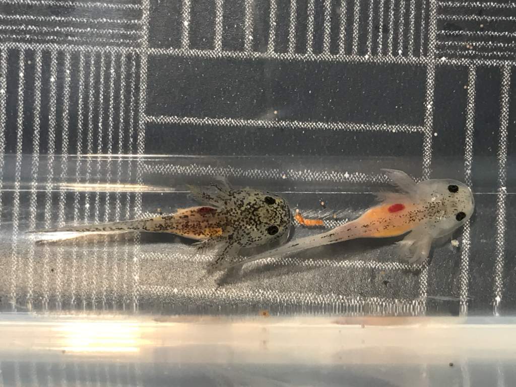 Mystery hatchling
