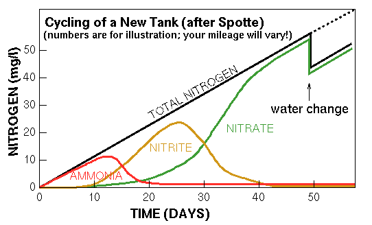 n cycle