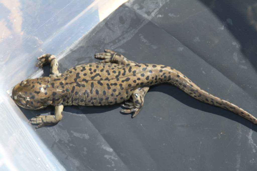 Name her Dot.  She is plump with eggs also!!   Her color is a metallic copper.