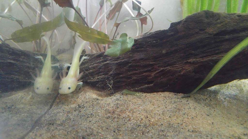 Nammu- 4 mths