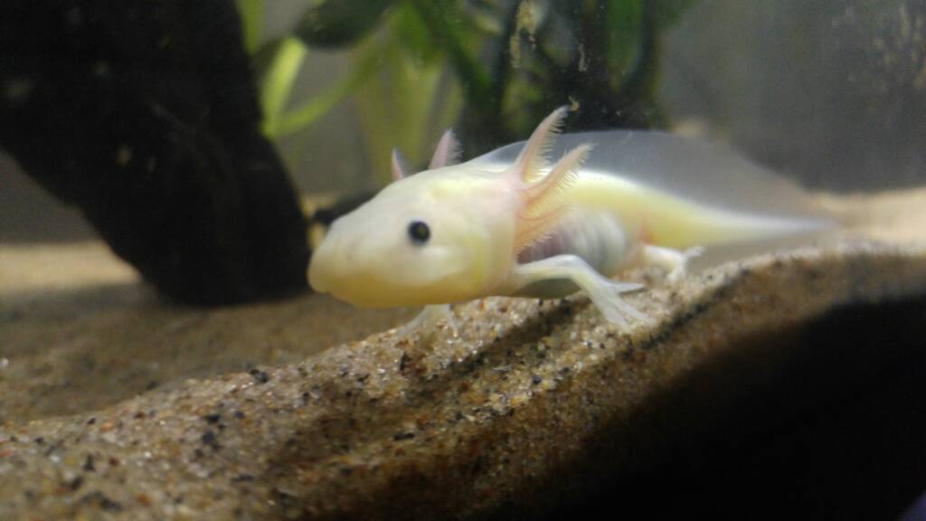 Nammu- 5 mths