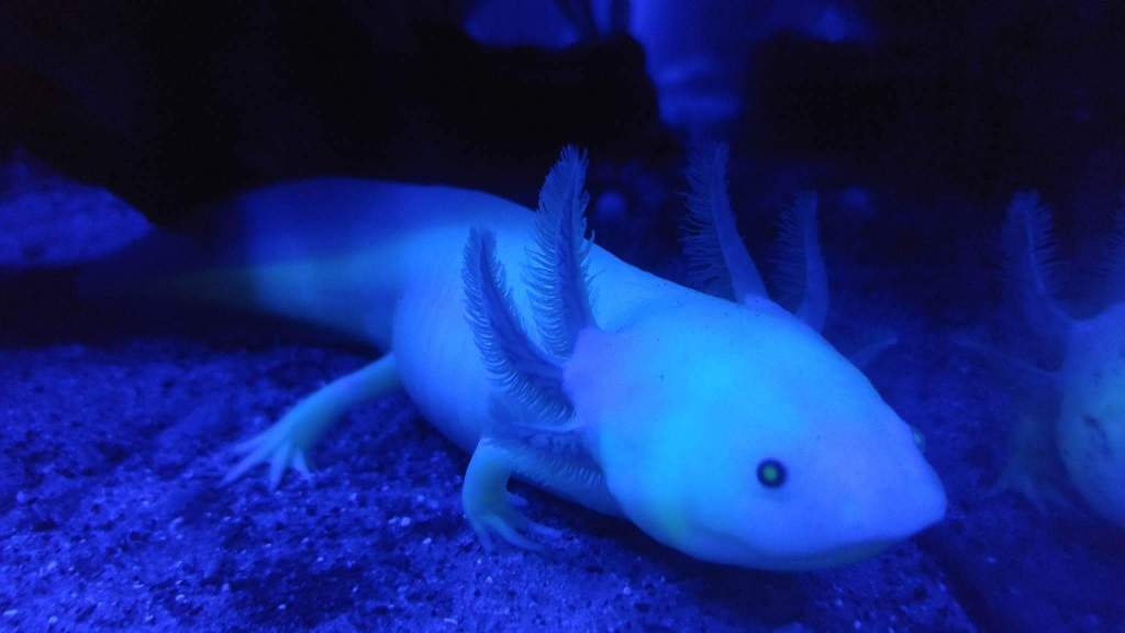 Nammu at 10.5 mths, glowing under blacklight