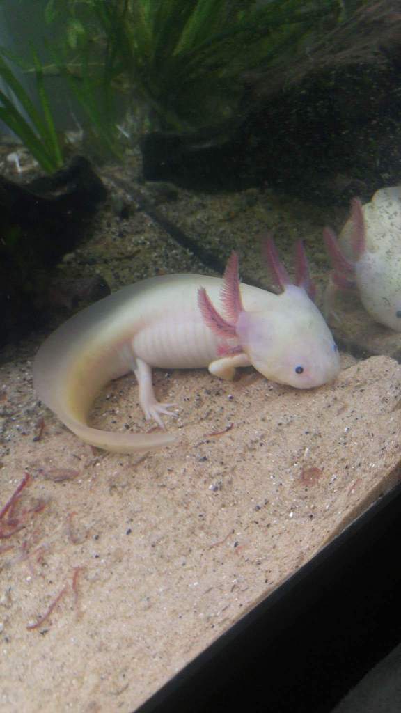 Nammu at 10.5 mths