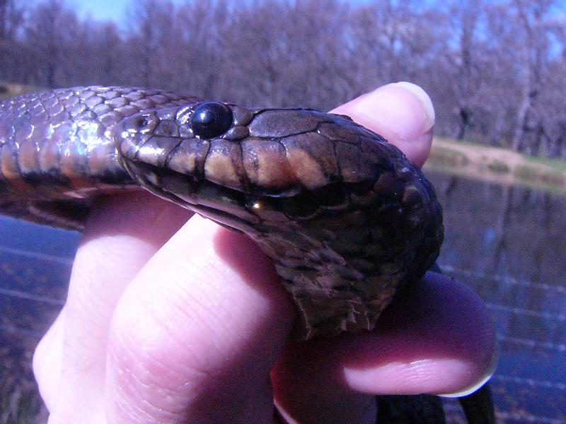 Natrix maura