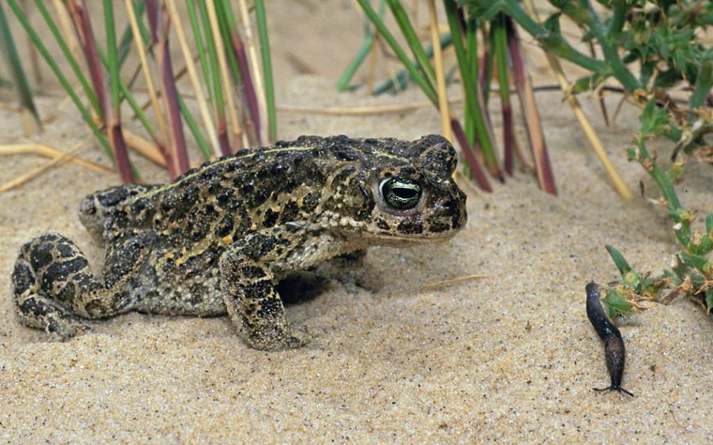 Natterjack Toad
