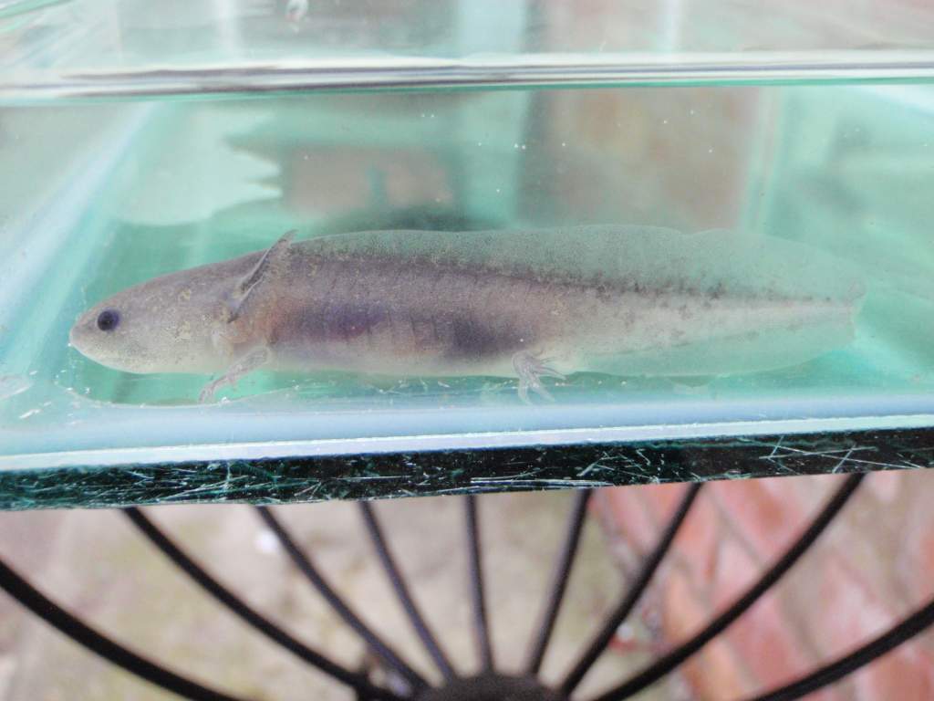 nearly 3" long. I put it in the adults tank, sectioned off - I thought very securely until it disappeared!!