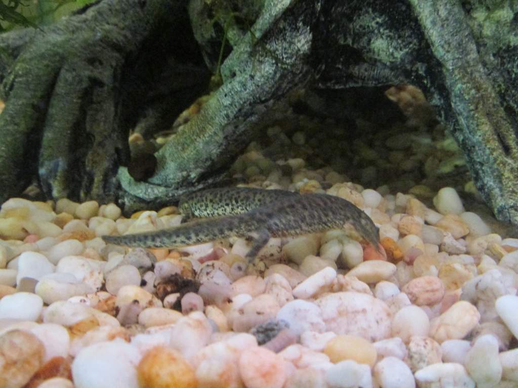 nebulosus 001