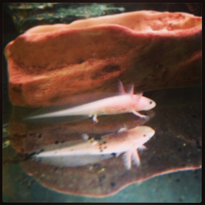 Ned - Leucistic
